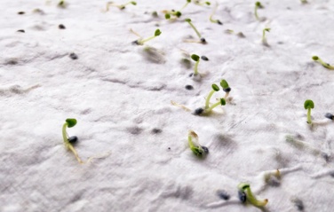 Logotrade werbemittel das Foto: DIN A4 Wildblumen-Samenpapier