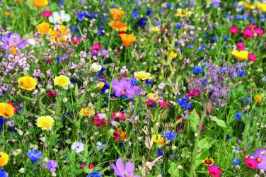 Logo trade promotional items image of: Mix flowerseeds disc