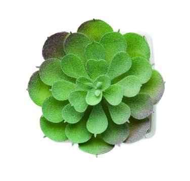 Logotrade promotional giveaway picture of: Mini artificial plant