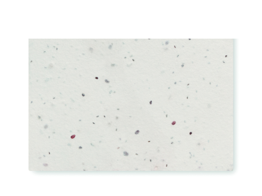 Logotrade corporate gift picture of: Wildflower seed business card.